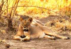 Löwenrudel im Lower Zambezi Nationalpark © Foto: Ulrike Pârvu | Outback Africa Erlebnisreisen