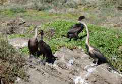 Bootstour auf dem Kariega River, Kormorane © Foto: Doreen Krausche | Outback Africa