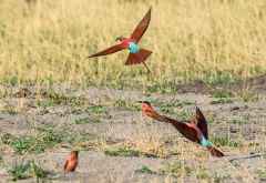 Karminspint (Carmine Bee-eater) in Linyanti &copy; Foto: Marco Penzel | Outback Africa