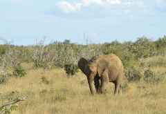 Tsavo Safari, Elefant &copy; Foto: Susanne Schlesinger | Outback Africa