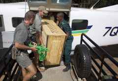 Geparden treffen per Flugzeug im Liwonde Nationalpark ein &copy; Foto: Frank Weitzer | African Parks