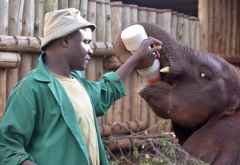 Noch eine Ration Elefantenmilch vor dem Schlafengehen, Sheldrick Wildlife Trust &copy; Foto: Susanne Schlesinger | Outback Africa