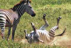 Zebras im Ngorongoro-Krater. &copy; Foto: Alexander Nieß