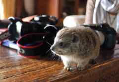 Alfie ist auch ein Waisenkind, das bei Sheldricks ein neues Zuhause gefunden hat &copy; Foto: Marco Penzel | Outback Africa