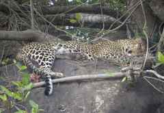 Schlafender Leopard in der Serengeti &copy; Foto: S.Schlesinger