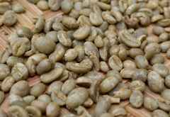 Trockene Kaffeekerne, noch mit Schale &copy; Foto: Susanne Schlesinger | Outback Africa