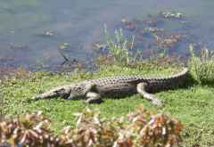 Krokodil am Flussufer, Krüger Nationalpark &copy; Foto: Doreen Schütze | Outback Africa