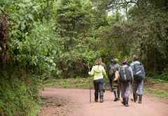 Gorilla-Tracking im Bwindi Nationalpark, Uganda &copy; Foto: Marco Penzel | Outback Africa