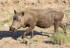 Warzenschwein, Krüger Nationalpark &copy; Foto: Doreen Schütze | Outback Africa