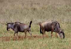 Streifengnus, Tarangire Nationalpark &copy; Foto: Judith Nasse | Outback Africa Erlebnisreisen