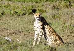 Gepard, Namiri Plains &copy; Foto: Judith Nasse | Outback Africa Erlebnisreisen