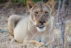 Löwinn im Hwange Nationalpark &copy; Foto: Renate Kausen | Maik Riede