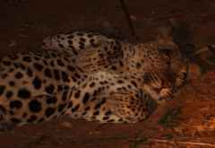 Leopard bei Nachtpirschfahrt, Krüger Nationalpark &copy; Foto: Doreen Schütze | Outback Africa