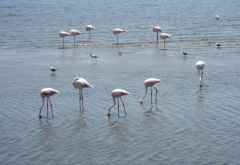 Flamingos in Walvis Bay &copy; Foto: Susanne Schlesinger | Outback Africa