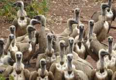 Weißrückengeier, Geierfütterung Victoria Falls Safari Lodge &copy; Foto: Susanne Schlesinger | Outback Africa