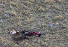 Hyäne mit einem frisch erlegten Gnu &copy; Foto: Susanne Schlesinger | Outback Africa