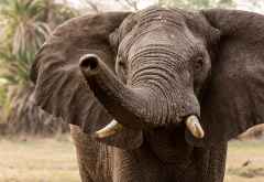 Elefant im Portrait, Busanga Plains © Foto: Marco Penzel | Outback Africa