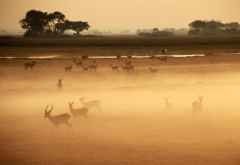 Antilopen im Morgennebel in den Busanga Plains © Foto: Namib Sky Balloon Safaris
