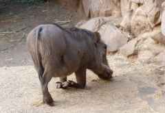 Ants Nest, Warzenschwein &copy; Foto: Jens Doering | Outback Africa