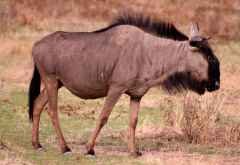 Gnu in Etosha &copy; Foto: Doreen Schütze | Outback Africa