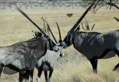 Wolwedans Dunes Lodge, Oryxherde © Foto: Jens Döring | Outback Africa