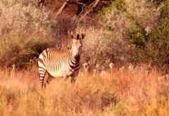 Zebra im Abendlicht &copy; Foto: Doreen Schütze | Outback Africa