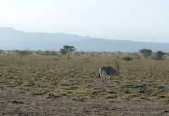Oryx-Antilope im Awash Nationalpark, Äthiopien © Foto: René Schmidt | Outback Africa