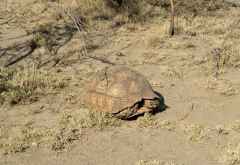 Riesenschildkröte im Awash Nationalpark, Äthiopien © Foto: René Schmidt | Outback Africa