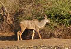 Kudu im Lower Zambezi National Park &copy; Foto: Ulrike Pârvu | Outback Africa Erlebnisreisen