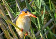 Malachiteisvogel, Nxamaseri &copy; Foto: Susanne Schlesinger | Outback Africa