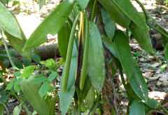 Vanilleschote - grün und bereits abgetrocknet &copy; Foto: Angelika Krüger | Outback Africa