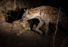 Hyäne auf nächtlicher Pirsch &copy; Foto: Marco Penzel | Outback Africa