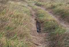 Serval in Kafue &copy; Foto: René Schmidt | Outback Africa Erlebnisreisen