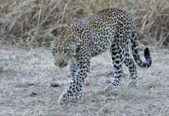 Ein schönes Tier, oder? &copy; Foto: Marco Penzel | Outback Africa