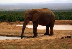 Addo National Park, Chalets