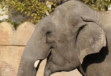 Asiatischer Elefant © Foto: Ruben Undheim/Wikimedia commons
