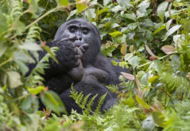 Gorilla im Bwindi Nationalpark, Uganda &copy; Foto: Marco Penzel | Outback Africa