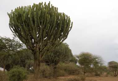 Olpopongi &copy; Foto: © Foto: S. Schlesinger |  Outback Africa Erlebnisreisen