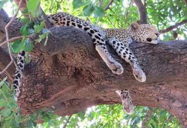 Schlafender Leopard, Chobe Nationalpark © Foto: Susanne Schlesinger | Outback Africa