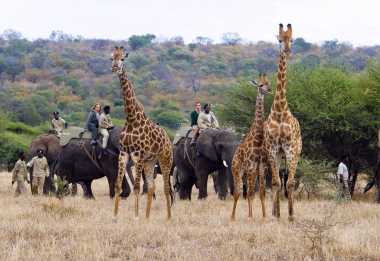 Camp Jabulani, Elefantensafari