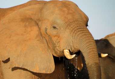 Afrikanischer Elefant © Foto: Susanne Schlesinger | Outback Africa
