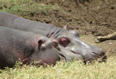 Flusspferde am Lake Magadi, Ngorongorokrater &copy; Foto: S.Schlesinger