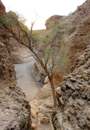 Auch unter widrigen Umständen überleben Bäume im Sesriem Canyon &copy; Foto: Susanne Schlesinger | Outback Africa