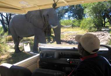 Hautnahe Begegnung mit einem Dickhäuter in Moremi. &copy; Foto: René Schmidt | Outback Africa Erlebnisreisen