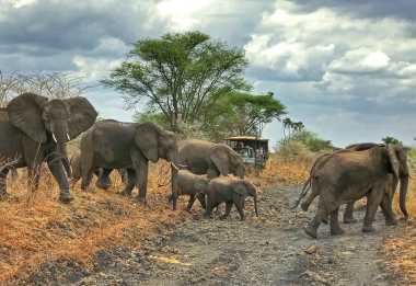 Elefantenherde, Elsas Kopje, Meru Nationalpark © Foto: Svenja Penzel | Outback Africa
