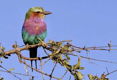 Little Makalolo Camp, Gabelracke im Hwange Nationalpark &copy; Foto: Marco Penzel | Outback Africa