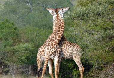 Giraffen im Krüger Nationalpark © Foto: Jens Döring | Outback Africa