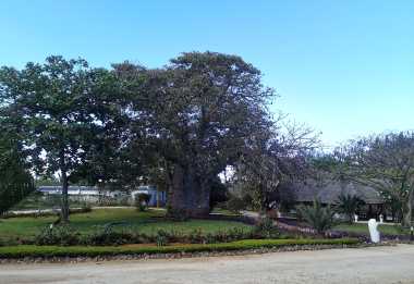 Der namensgebende Baobab am Eingang des Sandies Baobab Beach Zanzibar &copy; Foto: Ulrike Pârvu | Outback Africa Erlebnisreisen