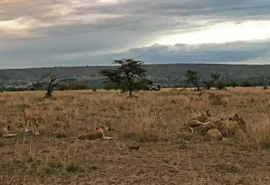 Massai Mara; Pirschfahrt am Abend &copy; Foto: Svenja Penzel | Outback Africa