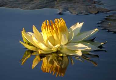 Nachtblühende Seerose, Kwando River © Foto: Susanne Schlesinger | Outback Africa